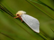 Hepialus humuli (Grosser Hopfen-Wurzelbohrer, Männchen) / CH VS Anzère, La Comba, Dorbon 1592 m, 23. 06. 2020