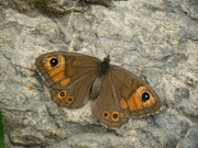 Lasiommata maera (Braunauge, Weibchen) / CH BE Hasliberg 1050 m, 20. 10. 2014