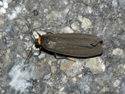 Atolmis rubricollis (Rothals-Flechtenbär) / CH BE Hasliberg 1200 m, 25. 05. 2011