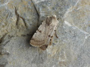 Chersotis margaritacea (Graue Labkrauteule) / CH BE Hasliberg 1050 m, 24. 09. 2025