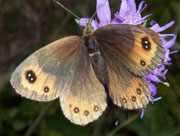 Erebia montana / CH VS Binn-Heiligkreuz 1520 m, 24. 08. 2009