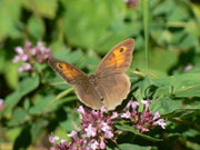Maniola jurtina (Grosses Ochsenauge, Weibchen) CH BE Hasliberg 1050 m, 02. 08, 2015