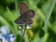 Lycaena helle (Blauschillernder Feuerfalter) / CH VD Ciernes Picat 1400 m, 01. 07. 2013