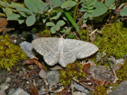 Scopula incanata (Weissgrauer Kleinspanner) / CH BE Hasliberg 1240 m, 30. 06. 2013