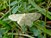 Idaea biselata (Breitgesäumter Zwergspanner) / CH BE Hasliberg 1050 m, 30. 07. 2012