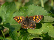 Hamearis lucina (Frühlings-Scheckenfalter) / CH BE Hasliberg 1050 m, 01. 06. 2014