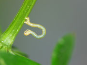 Eulithis pyraliata (Schwefelgelber Haarbüschelspanner)  CH BE Hasliberg 1050 m, 14. 05. 2016 an Galium