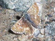Pyrgus carlinae (Ockerfarbiger Würfelfalter, Männchen) / Italien Aostatal Valpelline Glacier By 2070 m, 09. 09. 2008