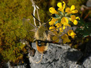 Hemaris tityus (Skabiosenschwärmer) / CH BE Hasliberg 1140 m, 05. 05. 2015