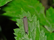 Atolmis rubricollis (Rothals-Flechtenbär) / CH BE Hasliberg 1120 m, 24. 06. 2013