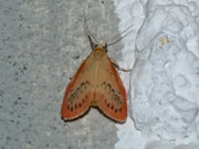 Miltochrista miniata (Rosaroter Flechtenbär) / CH BE Hasliberg 1050 m, 12. 07. 2012
