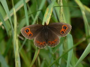 Erebia aethiops (Graubindiger Mohrenfalter, Weibchen) / CH BE Hasliberg 1240 m, 10. 08. 2015