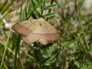 Rhodostrophia vibicaria (Rotbandspanner) / CH VS Hérémence, Euseigne 940 m, 01. 06. 2025