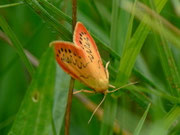 Miltochrista miniata (Rosaroter Flechtenbär) / CH BE Hasliberg 1050 m, 16. 07. 2012