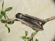 Sphinx ligustri (Ligusterschwärmer) / CH BE Hasliberg 1050 m, 21. 05. 2014