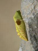 Parasitierte Puppe (Schlupfloch von Trogus lapidator einer Schlupfwespe)