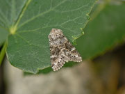 Hecatera bicolorata (Hasenlatticheule) / CH BE Hasliberg 1240 m, 26. 06. 2013