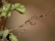 Alcis repandata (Braunmarmorierter Baumspanner, Raupe) / CH BE Hasliberg 1300 m, 13. 05. 2015