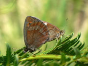 Erebia aethiops (Graubindiger Mohrenfalter) / CH TI Val Colla Bogno-San Lucio 1250 m, 25. 07. 2011