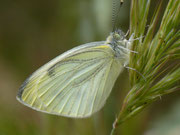 Pieris napi (Grünaderweissling) /  E Aragonien, Huesca - Fraga, Villanueva de Sigena, Monasterio de Santa Maria de Sigena, Rio Alcanadre 196 m, 08. 05. 2012