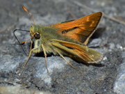 Ochlodes sylvanus (Rostfarbiger Dickkopffalter, Männchen) / CH VS Zermatt Trift 2100 m, 26. 08. 2010