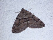 Thera cognata (Brauner Wacholder-Nadelholzspanner) / CH VS Goppenstein Bahnhofunterführung 1216 m, 18. 08. 2009