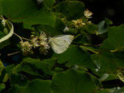 Pieris rapae (Pieris rapae (Kleiner Kohlweissling) / CH TI Bolle di Magadino 206 m, 22. 06. 2016