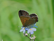 Lycaena helle (Blauschillernder Feuerfalter) / CH VD Ciernes Picat 1400 m, 01. 07. 2013