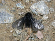 Ptilocephala plumifera (Fächerfühler-Sackträger) / CH VS Gampel-Jeizinen 703 m, Felsensteppe, 31. 01. 2011