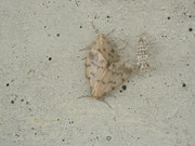 Nudaria mundana (Blankflügel-Flechtenbärchen, Kopula) CH BE Hasliberg 1050 m, 08. 07. 2014