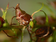 Aplocera praeformata (Freilandaufnahme. Die Eier der Art werden an unterschiedliche Stellen an der Pflanze abgelegt, sind jedoch recht gut sichtbar.)