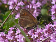 Erebia oeme (Doppelaugen-Mohrenfalter) / CH UR Brunnital 1300 m, 15. 07. 2013