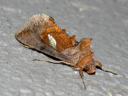 Autographa bractea (Quellhalden-Goldeule)