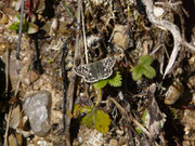Pyrgus malvae (Malven-Würfelfleckfalter) / CH SG Weesen Hüttwald 870 m, 21. 04. 2015