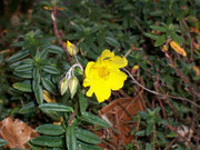 Helianthemum nummularium (Gew. Sonnenröschen) / Cistaceae