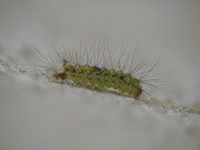 Nudaria mundana (Blankflügel-Flechtenbärchen, Raupe) CH BE Hasliberg 1050 m, 19. 05. 2013