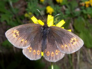 Erebia alberganus (Gelbäugiger oder Mandeläugiger Mohrenfalter, Weibchen) / CH VS Zwischbergental 1485 m, 11. 07. 2008