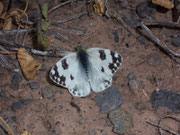 Pontia daplidice