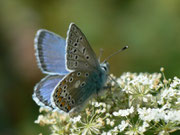 Polyommatus eros (Eros-Bläuling, Männchen) / CH VS Val d'Anniviers Zinal Arolec 2195 m, 04. 07. 2011