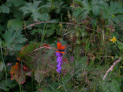 Lycaena hippothoe eurydame (Kleiner Ampferfeuerfalter, Männchen) / CH VS Fionnay, 17. 07. 2006