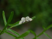 Idaea rusticata (Südlicher Zwergspanner) / CH BE Hasliberg 1050 m, 11. 07. 2024