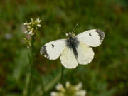 Anthocharis cardamines / CH BE Hasliberg 1050 m, 22. 06. 2019