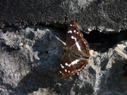 Apatura iris (Grosser Schillerfalter) CH BE Hasliberg 1180 m, 09. 07. 2023