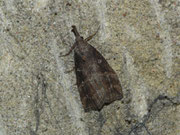 Hypena rostralis / NOCTUIDAE/Hypeninae (Eulenfalter)