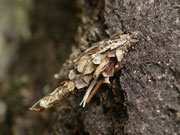 Canephora hirsuta / CH TI Personico, Val d'Ambra, 885 m, 09. 07. 2025