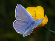 Polyommatus icarus (Hauhechelbläuling, Männchen) / CH BE Hasliberg 1050 m, 24. 04. 2011