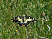 Papilio machaon (Schwalbenschwanz) / Griechenland Kreta Kissos 620 m, 17. 05. 2011