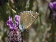 Glaucopsyche melanops / E Andalusien, Almeria, Sierra de los Filabres, Ermita de Monteagud  1301 m, 03. 05. 2012