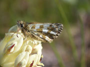 Pyrgus carlinae (Ockerfarbiger Würfelfalter) / Italien Aostatal Pila, 31. 07. 2007