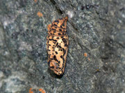 Melitaea didyma (Roter Scheckenfalter, Puppe) / CH VS Zermatt Sunnegga 2150 m, 25. 08. 2010